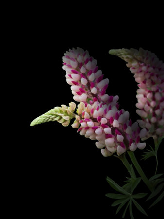 pink lupines on a black backgroundの写真素材