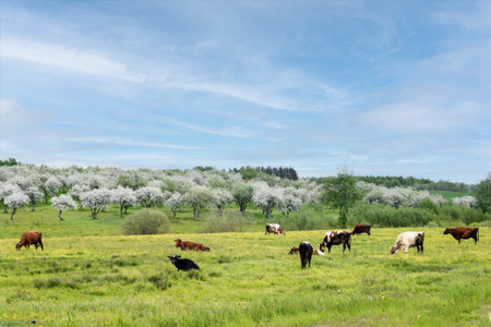- spring landscape with a blooming apple orchardの写真素材