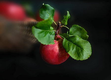red apple on black background, macroの写真素材