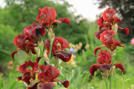 - dark red iris - a beautiful garden flower on natu


- dark red iris - a beautiful garden flower on blur backgroundの写真素材