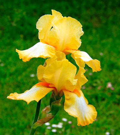 - yellow iris - a beautiful garden flower in summerの写真素材