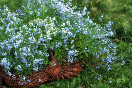 - forget-me-not - flowers for the heart and love in the garden or meadowの写真素材