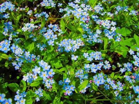 - forget-me-not - flowers for the heart and love in the garden or meadowの写真素材
