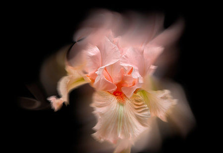 - pink iris - a beautiful garden flower in summer timeの写真素材