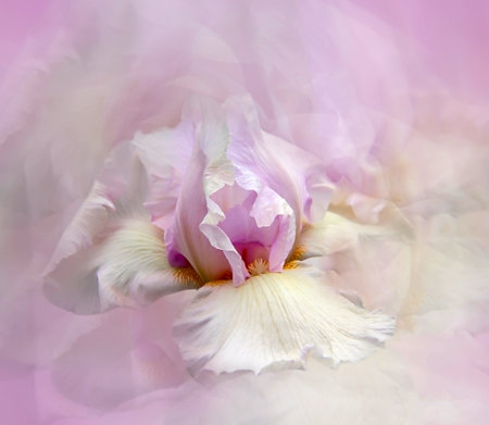 pink iris - a beautiful garden flower in summerの写真素材