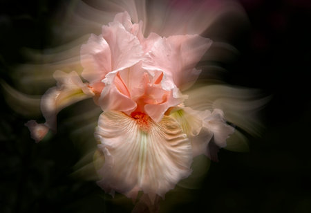 - pink iris - a beautiful garden flower on black backgroundの写真素材