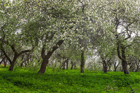 spring landscape with a blooming apple orchardの写真素材