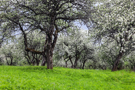 spring landscape with a blooming apple orchardの写真素材
