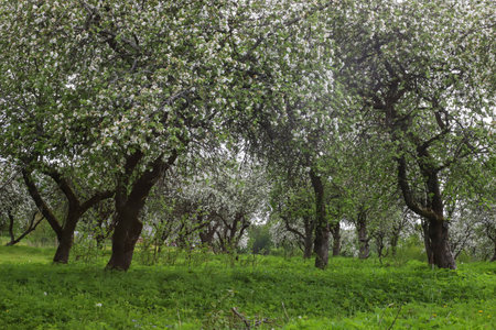 spring landscape with a blooming apple orchardの写真素材
