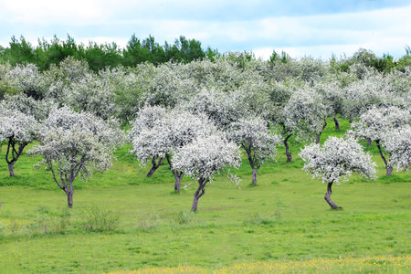 - spring landscape with a blooming apple orchardの写真素材
