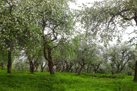 spring landscape with a blooming apple orchardの写真素材