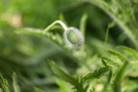 landscape with poppy bud on hot sunny day on nature backgroundの写真素材