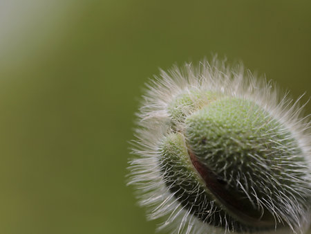 poppies bud on hot sunny day on green backgroundの写真素材