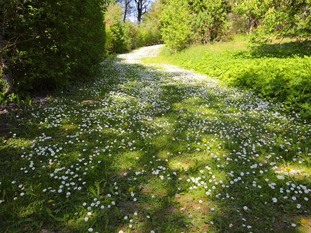 - country landscape-road with flowersの写真素材
