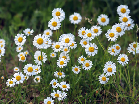 - beautiful country flowers, white daisies aの写真素材
