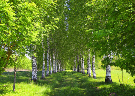 - birch alley on a sunny summer dayの写真素材
