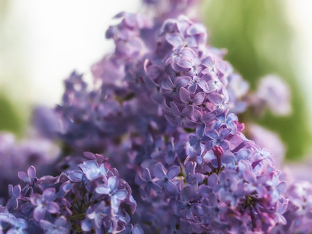 - beautiful lilac blooming time in springの写真素材