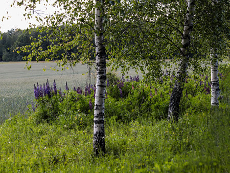 - a simple rural summer landscapeの写真素材