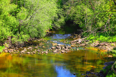 - forest river on a sunny summer dayの写真素材