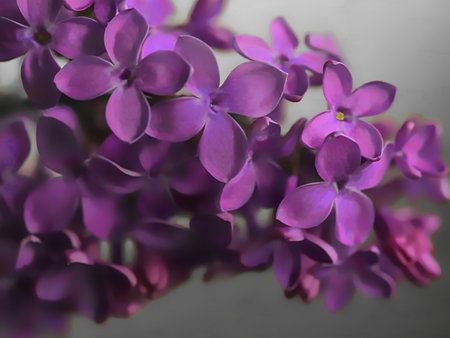 LILAC - that crazy lilac flowering timeの写真素材