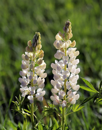 white summer meadow flowers lupinsの写真素材