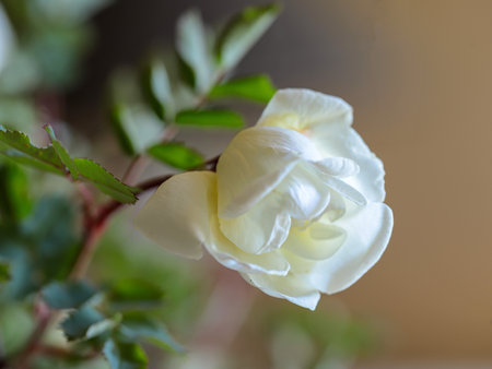 - may rose, garden flowers, flowers for the celebration.aの写真素材
