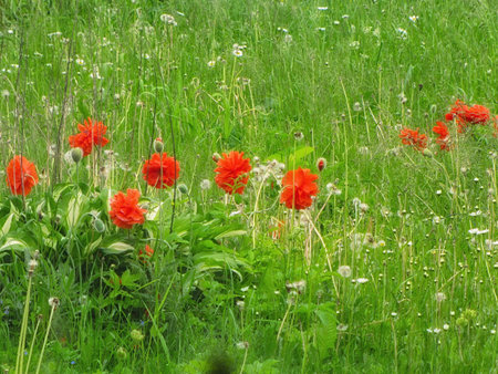 - a landscape with a meadow and red poppiesの写真素材