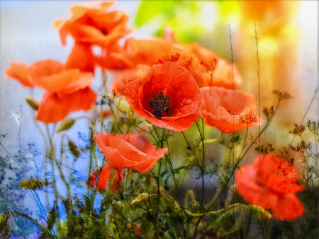 - landscape with red poppies on a hot sunny day 3の写真素材
