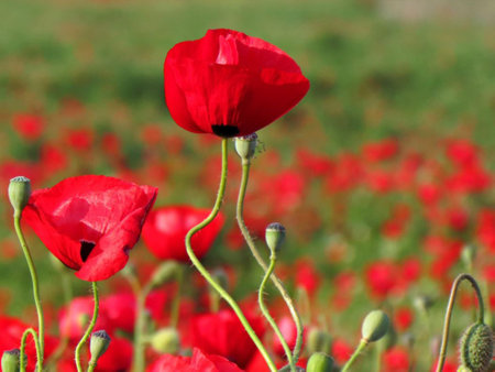- landscape with red poppies on a green background 1の写真素材