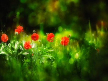 - landscape with meadow and red poppies bの写真素材
