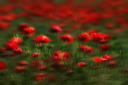 - abstract mystery - red poppies on a green backgroundの写真素材