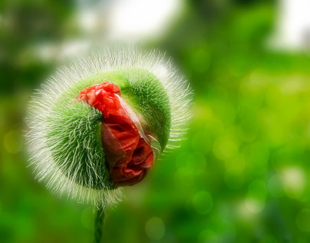 - landscape with red poppies on a hot sunny day 4の写真素材