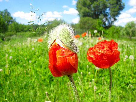 - landscape with red poppies on a hot sunny day 2の写真素材