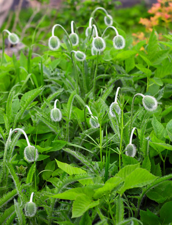 landscape with green poppy budの写真素材