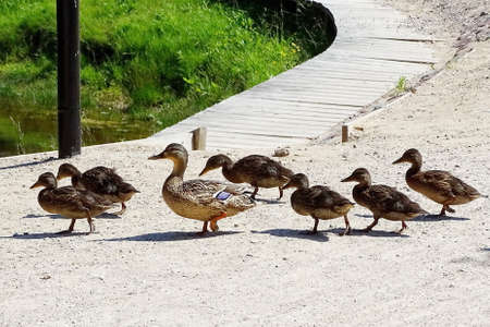 duck family walking on the roadの写真素材