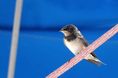baby swallow in blue skyの写真素材