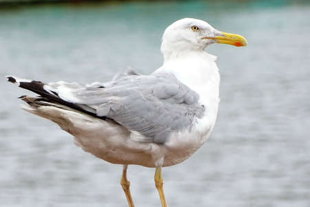 white gray sea-gullの写真素材