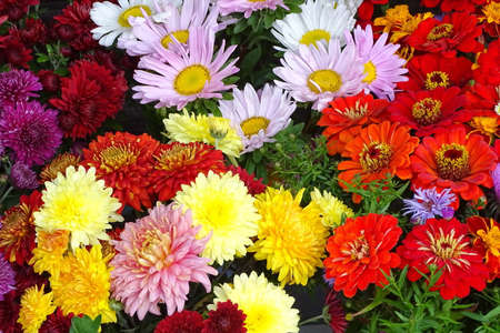 yellow, red, lily much flowersの写真素材