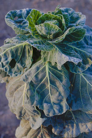 Cabbage with leaves in the garden close up.の写真素材