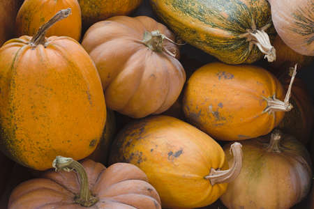 Lots of pumpkins from the autumn harvest.の写真素材