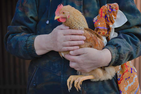 Redhead chicken in hands closeup.の写真素材