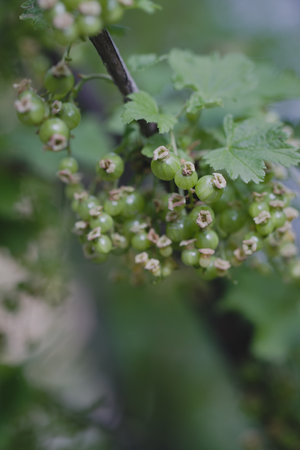 Unripe green berries of a red currant close-up in early spring.の写真素材