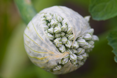 Onion seeds in the garden close up