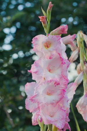 Blooming gladiolus. White petals with pink edges.の写真素材