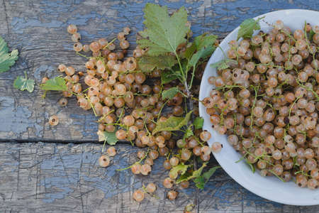White currants close up. Ripe berries.の写真素材