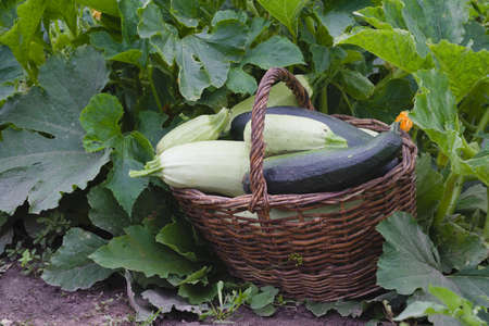 Zucchini in a wicker basket close-up. Vegetable harvest on the garden bed.の写真素材