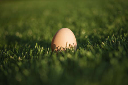 One egg in the grass as a symbol of Easter.の写真素材