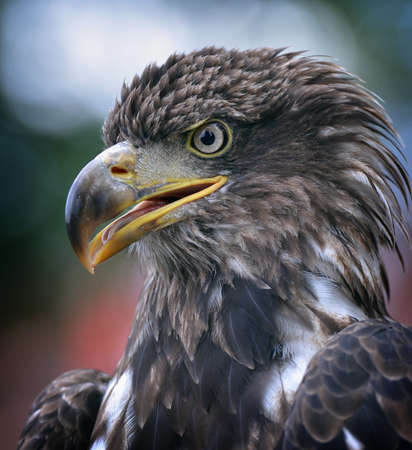 Golden eagle close up background.