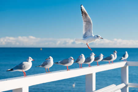 Gull flying, in the background gulls sitting on the railing