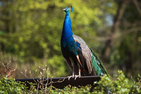 Beautiful peacock in the park on a sunny dayの写真素材
